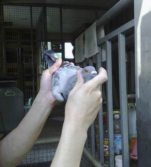 董事長在檢視冠軍鴿