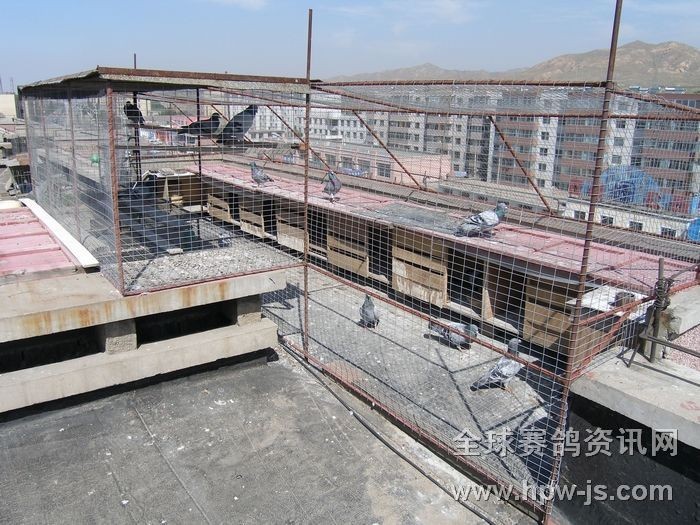 圖八 自己簡易實用的種鴿舍