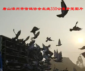 ɽf(xi)(hu)350_\DƬ