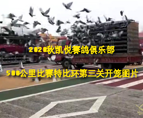 2020Pِ㘷500ِرȭh(hun)P(gun)_\